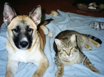 Buffy and Bengal at their sweetest.