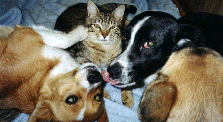 Bengal in the dog pile.