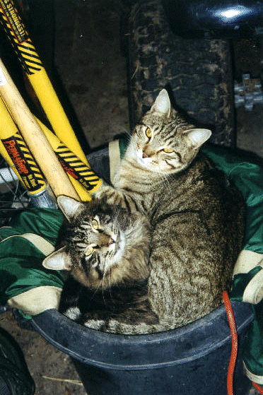 Bengal and Scamper in one of their more comfortable beds.