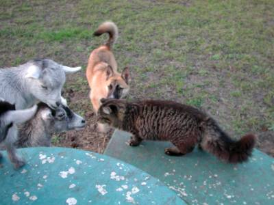 Scamper and the goats.