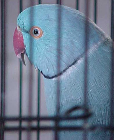 A head study of an India Blue male