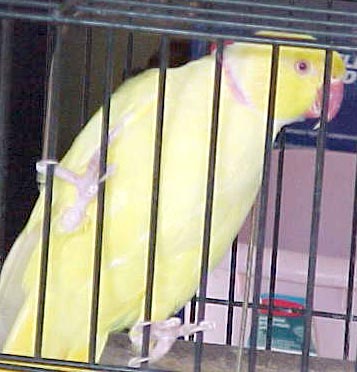 An India Yellow male