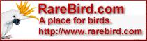 rarebird.com