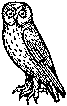 Hedwig at Eyelops Owl Emporium