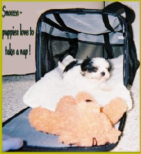 
Snooze ... 
puppies love nap time