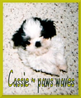 
Cassie's ~ Shih Tzu puppy
... paws waving