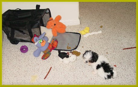 Casino Cassie's place ...
a puppy toyland retreat.. and safe haven ... a bedroom at night time ... and it has a patio area for treats and picnics.