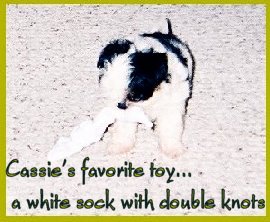 favorite toy ...
a white sock with double knots