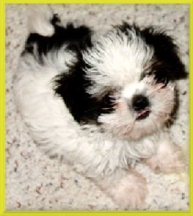 Casino Cassie shih tzu puppy 9 weeks