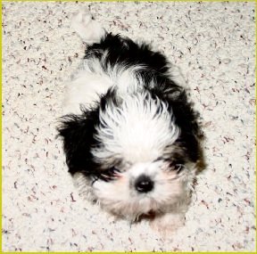 Casino Cassie shih tzu puppy 10 weeks old,
her favorite play thing is a white sock with a couple of knots in it.
Chews now on a carrot ... for teething etc
