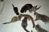 Ian's genet and 7 kitties.jpg (47662 bytes)