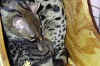 genet, Cleo & baby@13 days.jpg (91801 bytes)