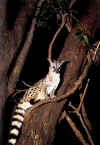 the genet_cat.jpg (229569 bytes)