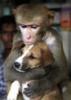Its a monkey holding a dog