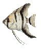 angelfish
