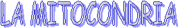 LA MITOCONDRIA