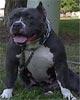 http://pitbullzone.com/pedigree/sites/pitbullzone.com.pedigree/files/imagecache/dogimg/diamond_100.jpg
