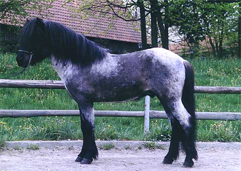 Upeanv�rinen ja kaunisrakenteinen �sa