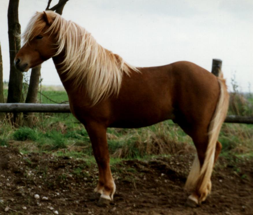 Orri koko komeudessaan :)