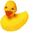 This is my virtual rubber ducky, Winger.  I have a link to the Adopt-A-Duck website, where I got Winger, at the bottom of this page.