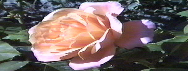 click 
here for roses