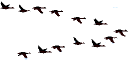 Flying Geese