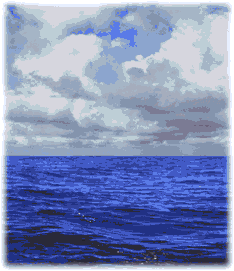 Cassie morphing a dolphin