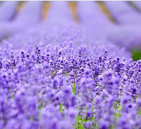 lavender field