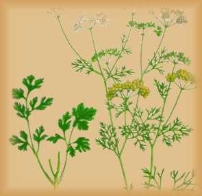 Egyptian herb coriander