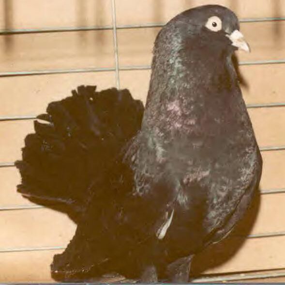 Black cock Oriental Roller