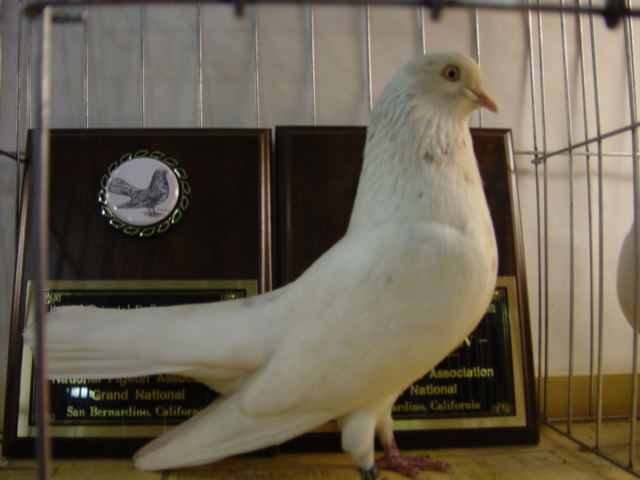 A.O.C. hen bred by K. Davis