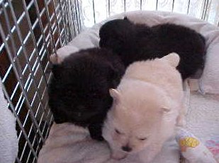 Stalkerman x Sugar DOB 9/16/99