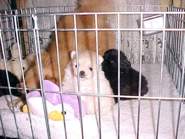 Stalkerman x Sugar Litter Sept 1999 - Three Girls