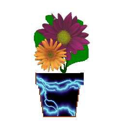 The Site Fights Spirit Flowers