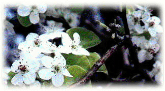 State Flower Dogwood