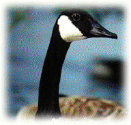 Virginian Goose