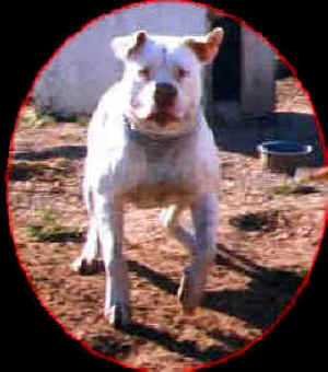 rocko_4.jpg (8734 bytes)