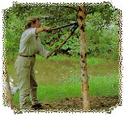 We also do tree trimming and removal