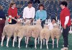 3rd Place Flock - North American International Livestock Exposition 1998 