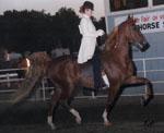 Champion 3-Gaited Natural Mane & Tail - Virginia State Fair 1999