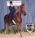 Champion Pleasure Horse - Little Rock, Arkansas 1998