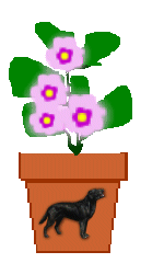 The Site Fights Spirit Flowers