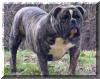 My Bulldogges Bozz.jpg(74996 bytes)