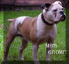 My Bulldogges Gomit.jpg(74996 bytes)
