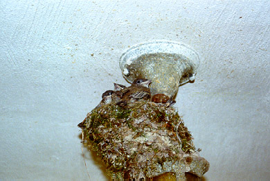 chimney swift chicks