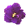 Pansy Button