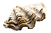 Clam