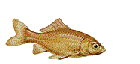 Fish 6