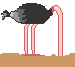 Ostrich