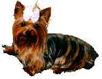 Yorkie